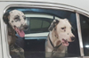 Mangaluru: Social media helps reunite lost Dalmatians